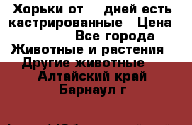   Хорьки от 35 дней есть кастрированные › Цена ­ 2 000 - Все города Животные и растения » Другие животные   . Алтайский край,Барнаул г.